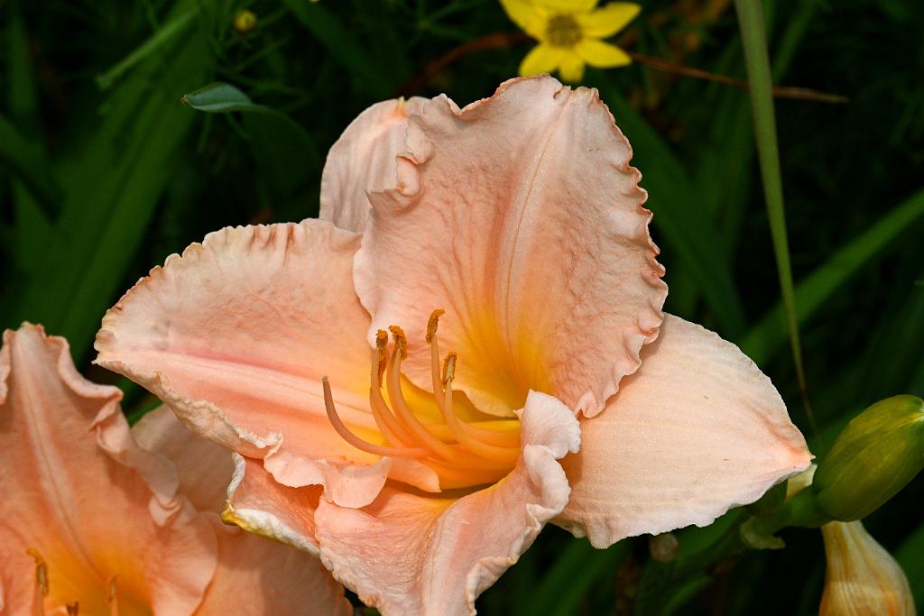 2025-07119517 Tower Hill Botanic Garden, MA.JPG - Daylily. New England Botanic Garden at Tower Hill, MA, 7-11-2025